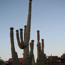 arizona from other cameras - DSCF1621